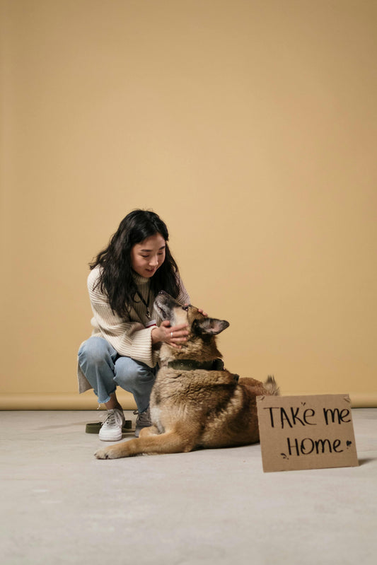 Why Supporting Dog Shelters Matters: Loonochi’s Mission to Give Back