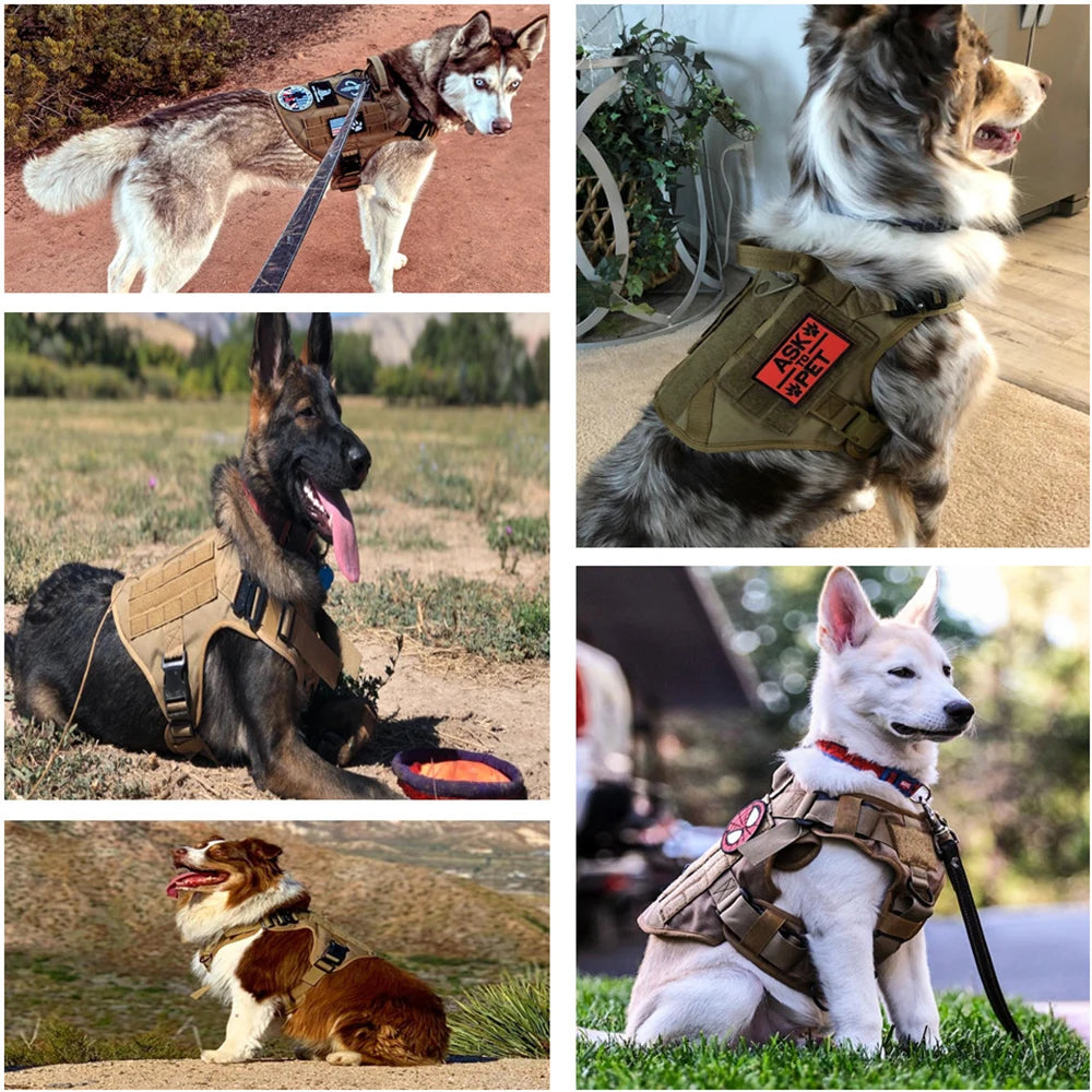 Loonochi™ DawgKit