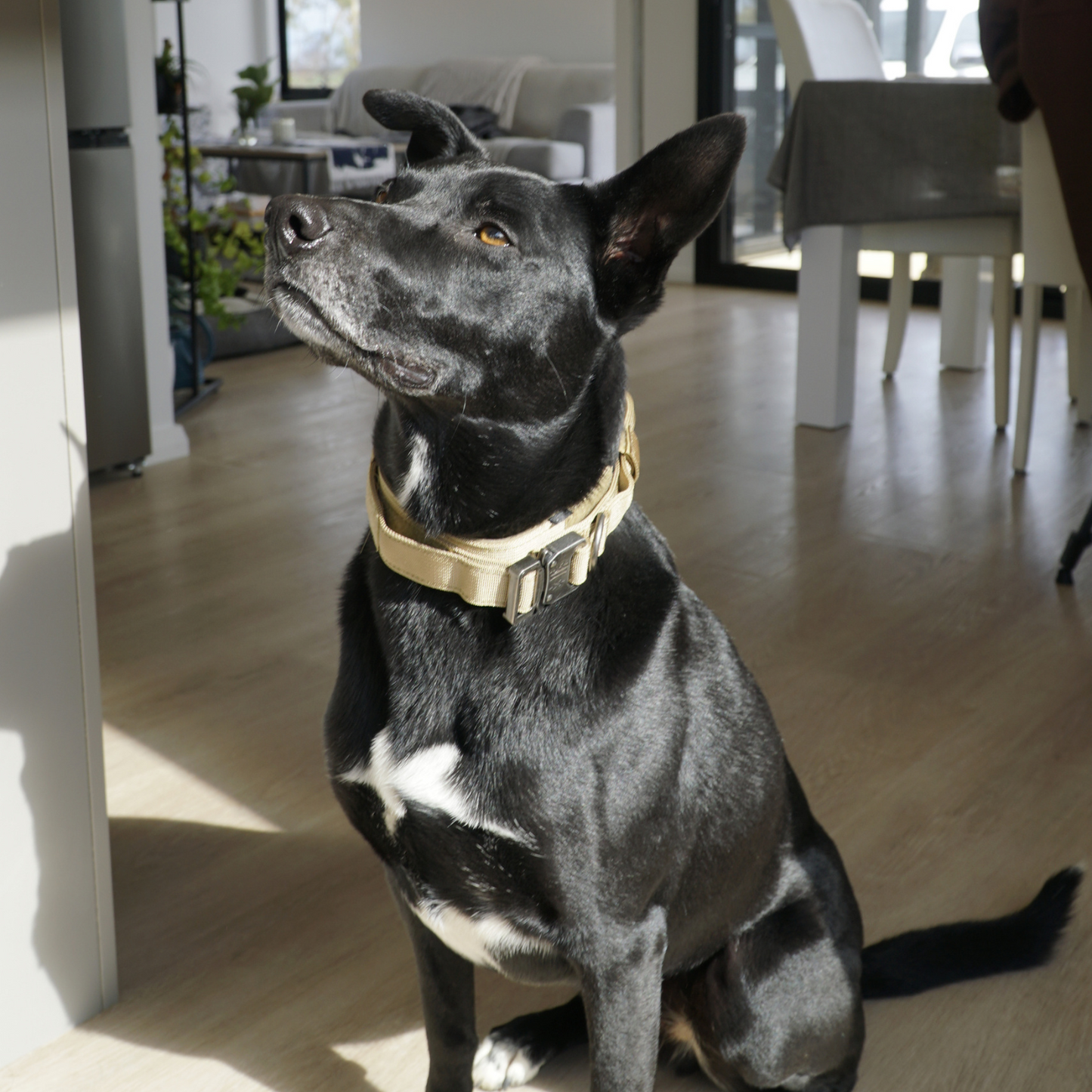LuxeGuard™ Tactical Collar