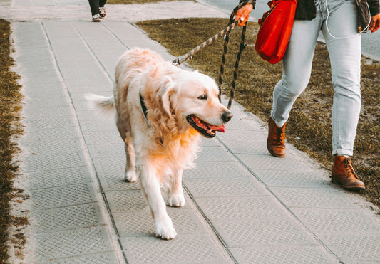 Why Dogs Pull On Leash, How Food Plays A Role, And A Simple Plan To Train Calm Walks