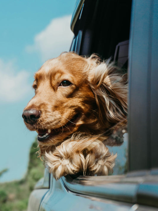 10 Dog Facts Most People Don’t Know