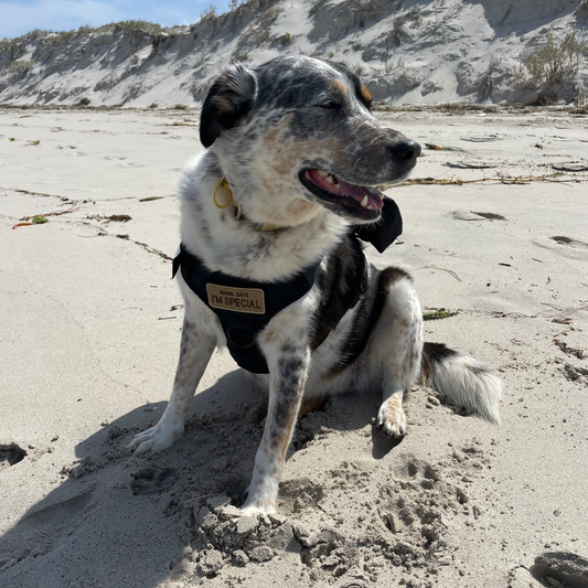 Loonochi™ DawgKit
