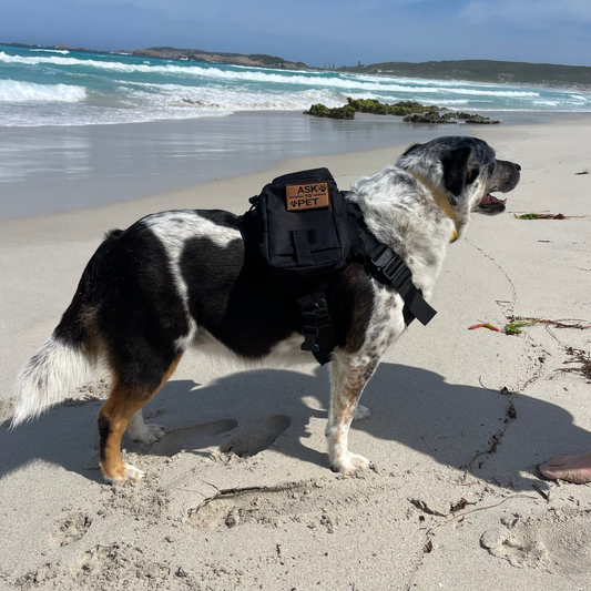 Loonochi™ DawgKit
